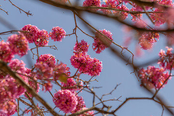 Muitos galhos de ipê rosa com muitos cachos de flores, com céu azul ao fundo.