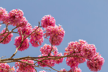 Detalhes de galhos de ipê rosa com muitos cachos de flores, com céu azul ao fundo.