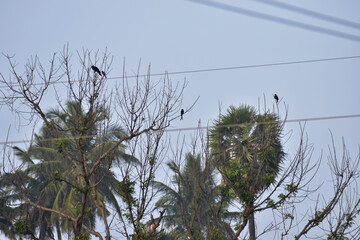 bird in the sky