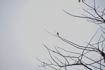 branches of a tree