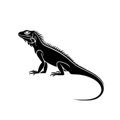 iguana on white background