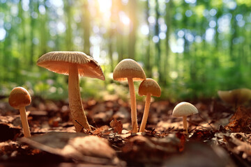 small mushrooms grow in forest close up, abstract sunny nature backdrop. Beautiful fairy tale image with little mushrooms. autumn harvest season, picking fungi. Forest aesthetics