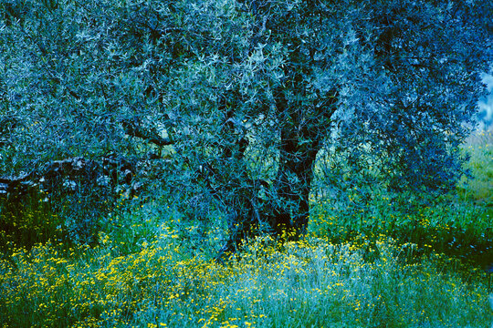 Olivier centenaire  olivier oliveraie olivette paysage feuilles d'olivier fleur jaune nature sauvage olive tree  ardeche france  sud de la france artistique 