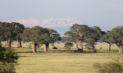 Baobab and Kilimanjaro