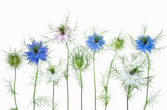 Kwiaty czarnuszki na białym izolowanym tle.