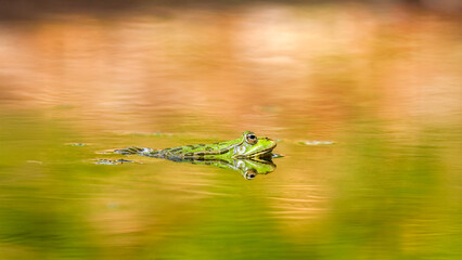 Lowland frog on the lookout resting at the water surface in a pond. Pelophylax ridibundus,...