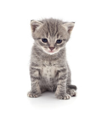 Small gray kitten.