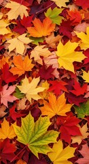 Fototapeta premium Vibrant autumn maple leaves on the ground