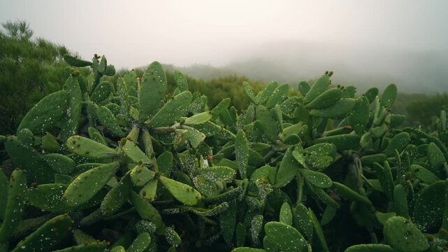 Foggy mountain road leading to Masca village with cars driving, filmed smoothly from low angle with stabilizer