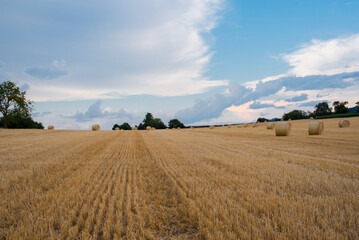 wheat field and blue sky