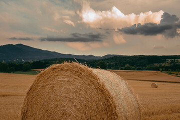 hay bales in the field