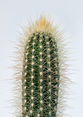 Macro shot of micranthocereus cactus on a blue background