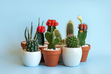 Different types of potted cacti on a blue background