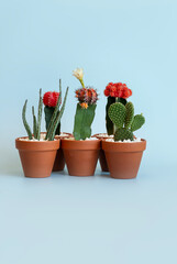 Different types of brown clay poted cacti on a blue background