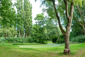 Landscape with green trees and a body of water that appears to be covered in duckweed vegetation giving it a bright green hue.