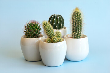 Different types of potted cacti on a blue background