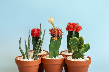 Macro shot of different types of potted cacti on a blue background