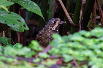 bird looking