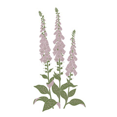 Vector illustration of a stylized foxglove plant. Perfect for adding a touch of nature-inspired design to any project.