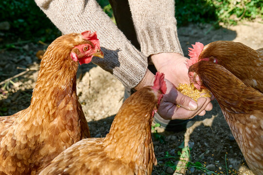 Man feeding hens at poultry farm