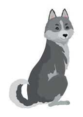 Cute gray wolf pose. Cartoon character of dangerous mammalian animal. Vector flat illustration isolated on white background