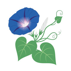 Naklejka premium A colorful illustration of a morning glory flower. The vector graphic features detailed petals, leaves, and vines.
