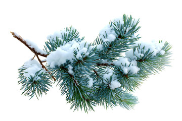 christmas tree branch with snow isolated on white