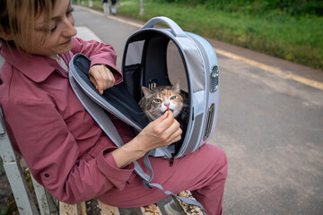 To please after walk upset tired cat get favorite treats while sit in backpack carrier on woman lap...