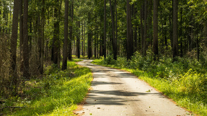 Fototapeta premium road in the forest