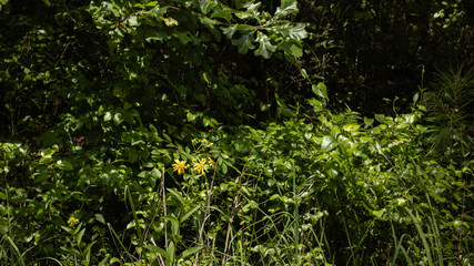 Yellow flowers in the woods.