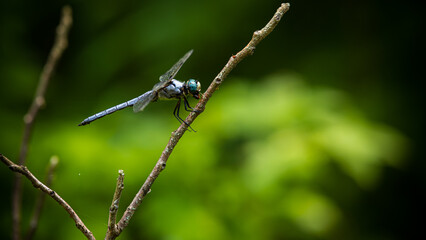 dragonfly on a leaf