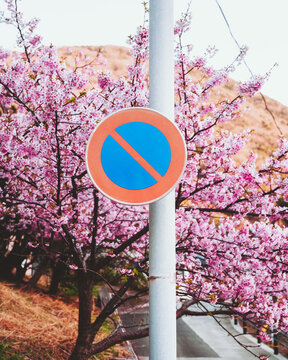 View of a vibrant no parking sign amidst the delicate pink blossoms of cherry trees, creating a striking contrast of urban restriction and natural beauty, Kumomi, Shizuoka, Japan.