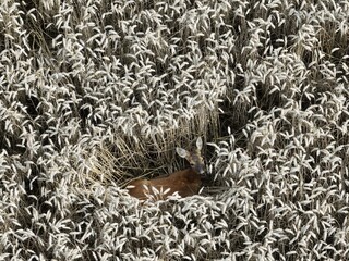 Deer in wheat field shot by zoom drone
