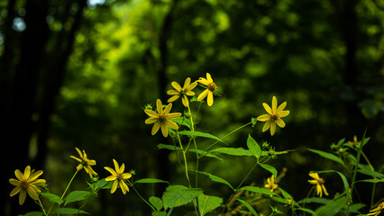 yellow flowers in the garden