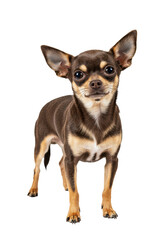 Miniature short-haired brown and tan chihuahua dog standing confidently, looking into camera with intelligent gaze and charming smile, isolated on a pristine transparent studio background with no