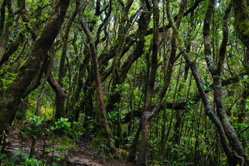 Dense Forest Scene Featuring Mossy Tree Trunks and Verdant Foliage