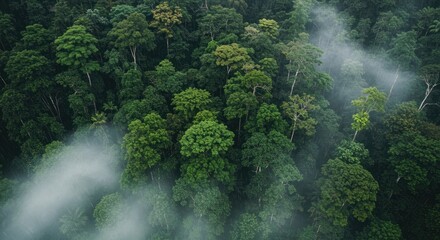 Misty Rainforest Canopy