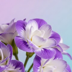 Close-up of vibrant purple and white primroses, delicate petals, soft background.