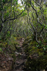 Lush Forest Path Surrounded by Dense Vegetation and Moss-Covered Trees