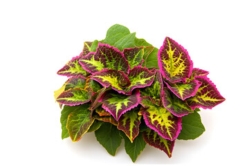 Fototapeta premium Red and green poinsettia leaves isolated on white background festive holiday plant COLEUS