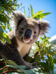 Fototapeta premium koala, australia, animal, bear, tree, marsupial, wildlife, nature, eucalyptus, wild, mammal, zoo, australian, cute, fur, branch, baby, cuddly, koala bear, grey, native, leaf, animals