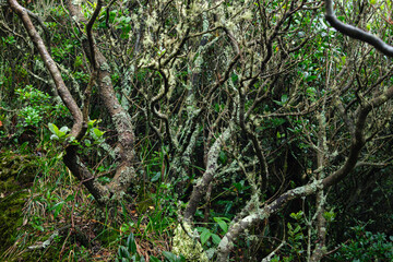 Dense Forest Thicket with Moss-Covered Tree Branches and Greenery