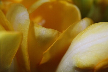 Petali di Fresia che sboccia