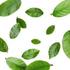 Fototapeta premium Green citrus leaves flying against white background