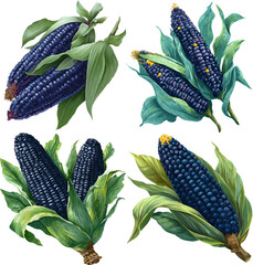 A vibrant still life of blue corn cobs with green leaves, showcasing a vintage botanical illustration isolated on transparent background