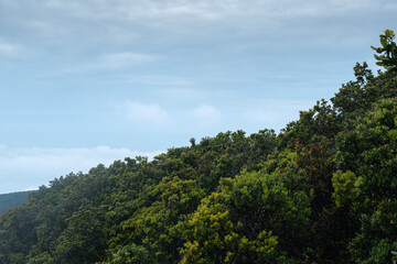 Lush Green Forest With a Vibrant Canopy Under a Clear Blue Sky
