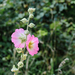 Pink hollyhock flowers on stem in natural surroundings