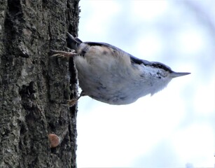Eurasian nuthatch clinging to a tree trunk in natural forest light