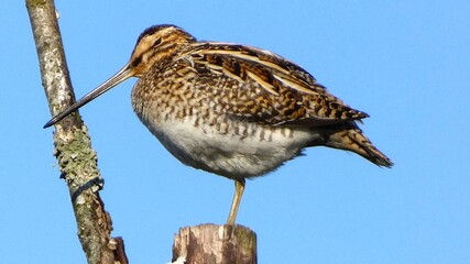 wild bird perched on a tree branch against clear sky
