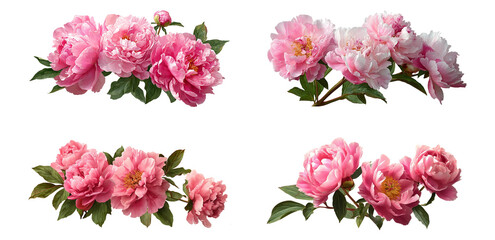 Four beautiful peony flower arrangements isolated on transparent background create a romantic and fresh spring feeling